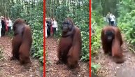 Orangutanu pala klapna pred dolazak nove grupe turista