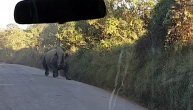 Kako se zaleteo! Ko se koga ovde uplašio, nosorog ljudi ili obrnuto?