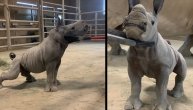 Danas je on zvezda: Zaboravite na kuce i mace, pogledajte ovu bebu nosoroga!