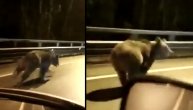 Samo u Rusiji: Vozač je krenuo u preticanje medveda, a onda je počela luda trka