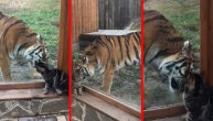 Ljubav na prvi pogled: Susret mačke i velikog tigra rastopiće i najtvrđa srca
