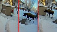 Muškarac sa Aljaske krenuo do šupe kada ga je presreo los. Uradio je jedinu logičnu stvar