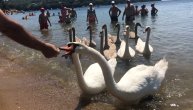 Porodica labudova "zaposela" plažu u Grčkoj