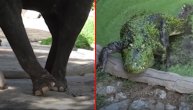 Stranci brutalno prozivaju naše Zoo vrtove, a tek da vidite kakvi su u svetu
