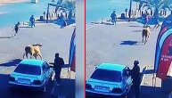 Bik pobegao sa aukcije, pa se obrušio na bakicu