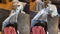 "Ma daj bre to ovamo": Kad vidi hranu ova maca grabi i nogama i rukama