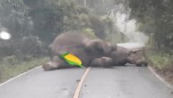 Slon zaspao nasred puta i blokirao saobraćaj a sanjao je slonice