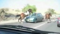 Haos na putu, sudar konja u petoj brzini i automobila