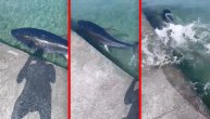 Snimljena grdosija u Jadranskom moru, kupači mislili da je ajkula