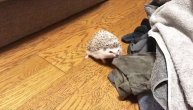Gaćokradica! Jež podmuklo svakog dana krade donji veš svom vlasniku