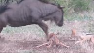 Šakali napali tek rođenog gnua. Braneći majka ga povredila gore od predatora