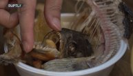 Supa koja može da ujede! U Japanu služe nudle s piranama