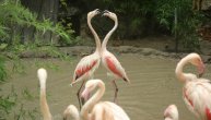 Posetili smo nove stanovnike Zoo vrta: Prelepi flamingosi šepurili se pred nama i po kišnom danu!