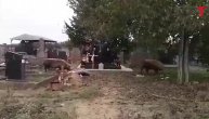 Svinje se opušteno šećkaju po groblju