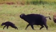Kobna šetnja safarijem: Borba na život i smrt bivola i njegove mame