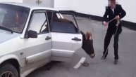 Na zadnjem sedištu njegovog auta razbaškarila se krava