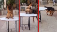 "Zovu me Trapavko, ali baš me briga"! Upoznajte psa koji ne ume da siđe sa stola