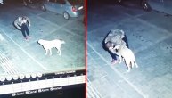 Pijani čovek smarao lutalicu: Pas u čudu