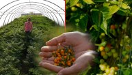 Najskuplja papričica na svetu: Početna cena po kilogramu 23.000 evra