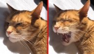Mačka navila vlasnika umesto alarma da joj peva pesmicu za dobro jutro