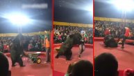 Medved napao trenera u jednom cirkusu u Rusiji