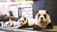 Sve za turiste: Prefarbali pse da liče na pande