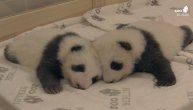 Istopićete se od ove slatkoće! Upoznajte prve blizance pande