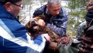 Meče se uhvatilo u zamku za odraslog medveda ruski lovci i šumari mu spasili glavu