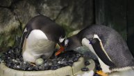 Samo još da se uzmu! Australijski gej pingvini postali roditelji po drugi put