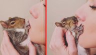 Kao ne voli nežnost... Veverica prvo odbijala poljupce, pa se na kraju živa istopila