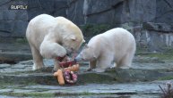 Živela, živela i srećna bila! Najslađi rođendanski poklon za polarnu medvedicu Tanju