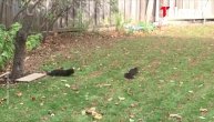 Mačka je vrebala vevericu u dvorištu, a onda joj se desio košmar