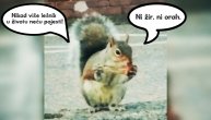 Veverica smazala pileće krilce, sad hoće na roštilj kod Miće