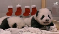 U Nemačkoj ne postoji slađa banda, kad na svet dođu beba panda i njen brat blizanac