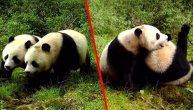 Pandice srećice! Blizanci retke životinje snimljeni u divljini i prizor je prelep