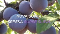 Srbi stvorili novu super šljivu