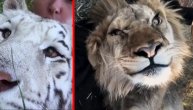 Ovako se umiljavaju "velike mace": Da li ste čuli kako predu tigar ili puma?