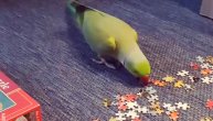 "Nema slaganja kad sam ja tu!" Papagaj se vešto prikrao i uradio nešto nedopustivo