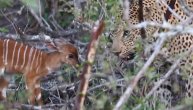 Najhrabrija antilopa na svetu: Leopard mu je pojeo mamu, a njega drži kao igračku
