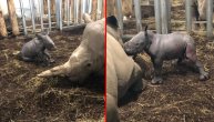 Rodio se beli nosorog: Pogledajte snimak porođaja i prve korake ove retke vrste