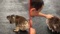 Srceparajući momenat u Australiji, malena koala posle suše i požara liže kišu s asfalta