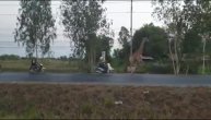 Žirafa pobegla iz kamiona za transport i istrčala na autoput