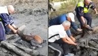 Ždrebence se davilo u blatu i samo nekoliko sekundi pre kraja stigao je spas