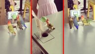 Kako je ovo moguće?! Papagaji košarkaši zaludeli planetu