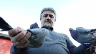 Ovo su "popine zverke": Sveštenik iz Topole već pola veka uzgaja golubove