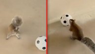 Upoznajte Verku fudbalerku: Ova veverica kida fudbal!