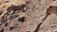 Borba pameti i ubilačkog instinkta: Pametni leopard granom ulovio pitona