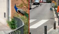 Pustim ulicama Madrida šire se paunovi