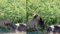 UZNEMIRUJUĆI VIDEO! Lavovi iz tek ubijene krave izvlače nerođeno tele i proždiru ga