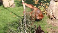 Orangutan očaran novim komšijama: Visi sa lijane i sa vidrama provodi dane